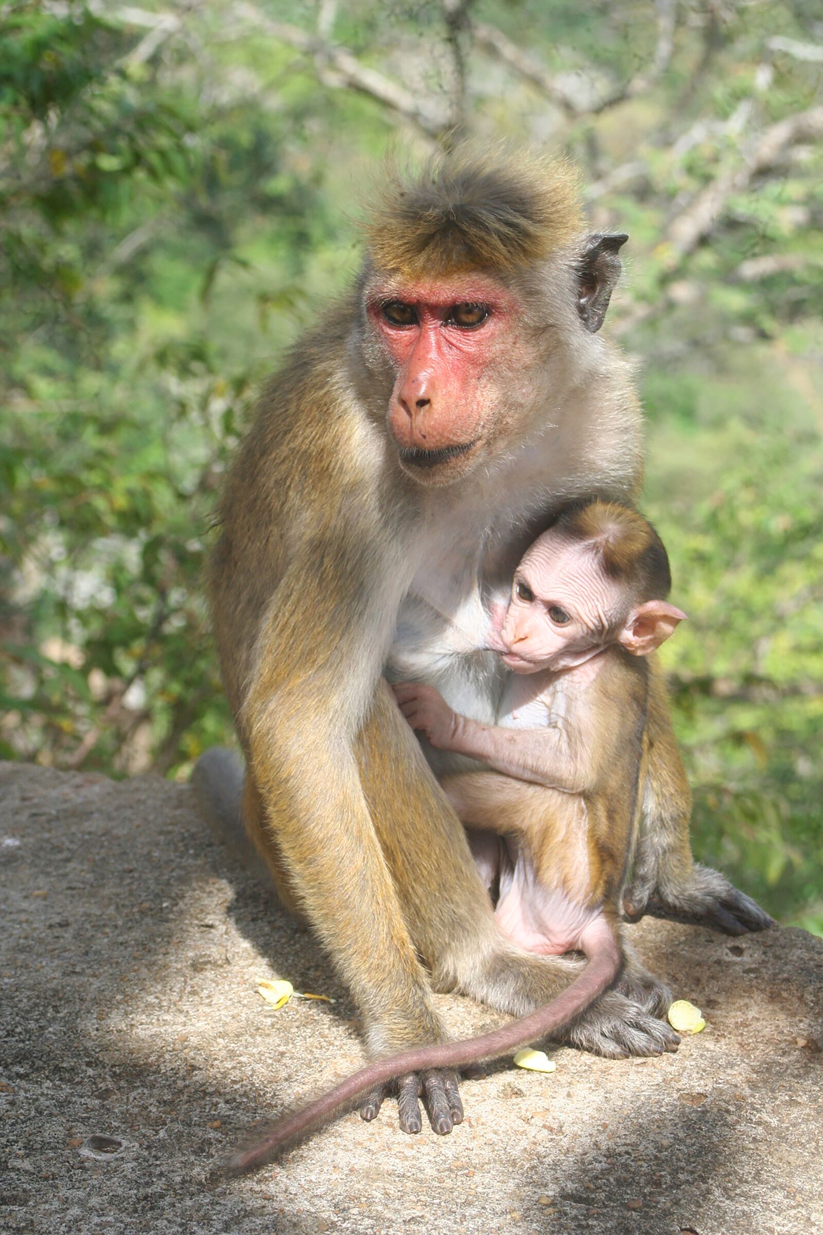 Canon EOS 350D (EOS Digital Rebel XT / EOS Kiss Digital N) sample photo. Monkey, mom, mother photography