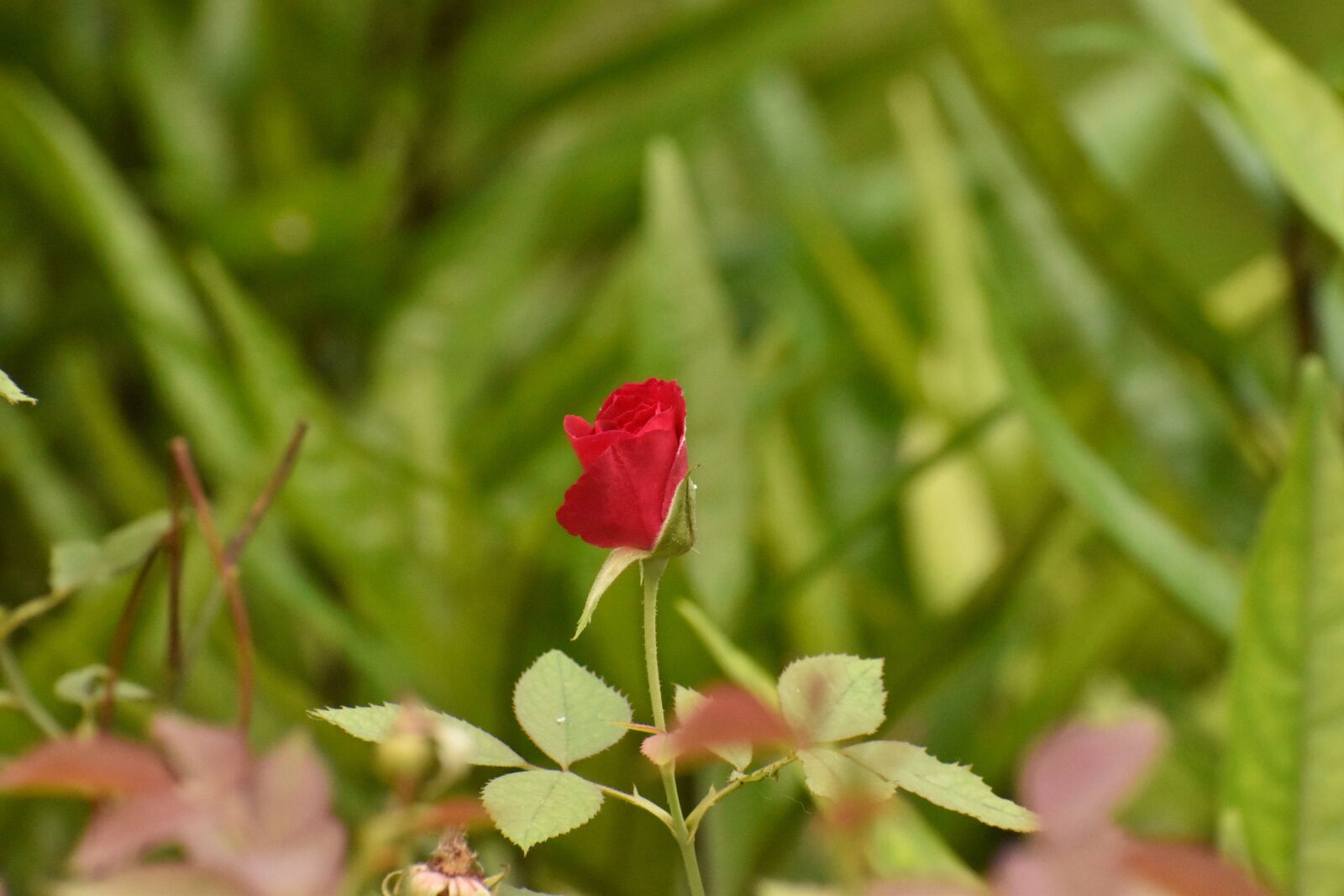 Nikon D5600 sample photo. Rose, bud, flowers photography