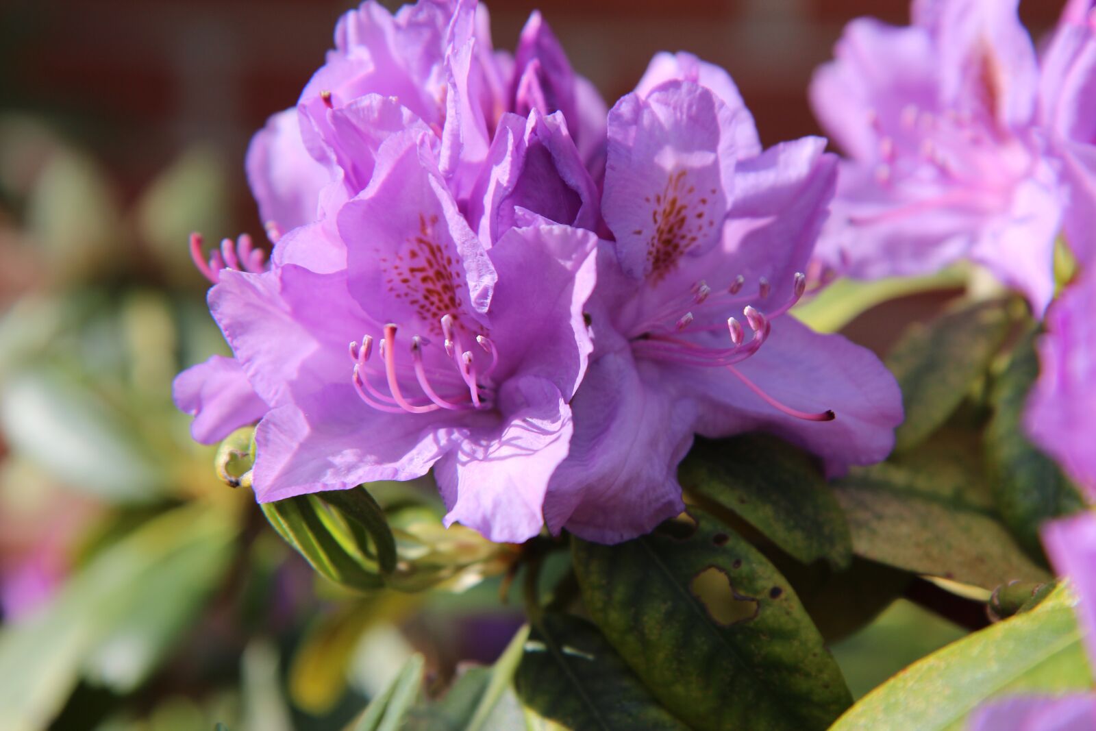Canon EOS 600D (Rebel EOS T3i / EOS Kiss X5) sample photo. Rhododendron, rhododendron pink, flowering photography