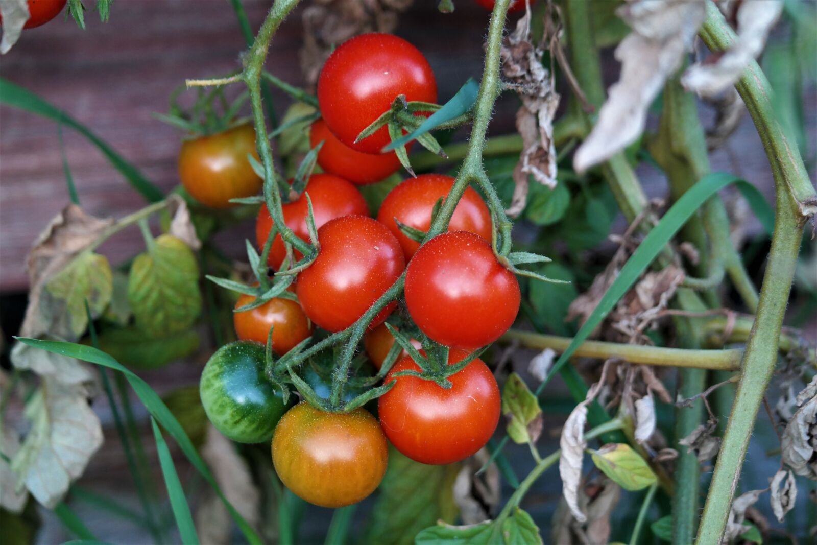 Samsung NX30 + NX 50-200mm F4-5.6 sample photo. Tomatoes, vegetables, food photography