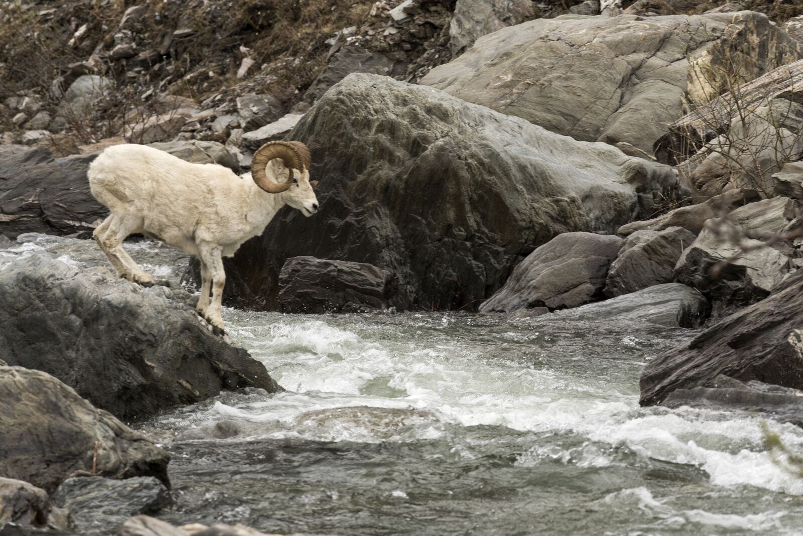 Nikon D810 sample photo. Sheep, dall, ram photography