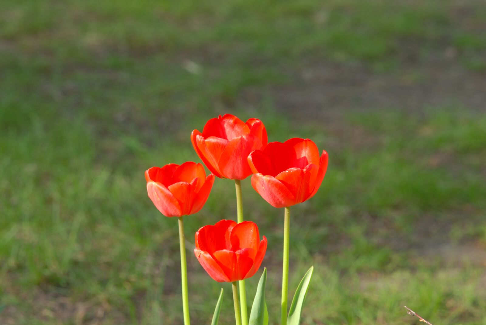 Nikon D80 sample photo. Poppy, poppies, flower photography