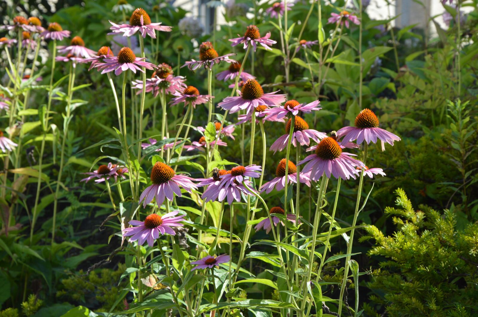 Nikon D3200 sample photo. Flowers, plants, plant photography