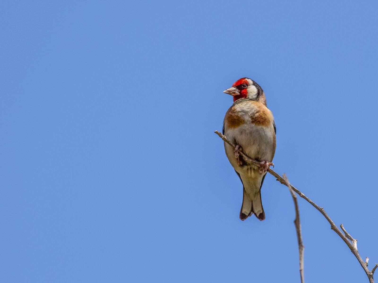 Nikon D3300 sample photo. European goldfinch, bird, nature photography