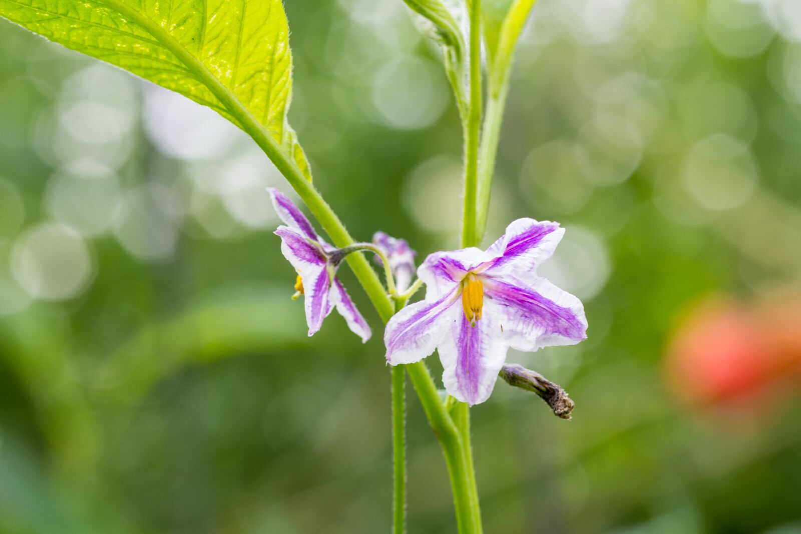 Canon EF-S 60mm F2.8 Macro USM sample photo. Flower, pepino, solanaceous photography
