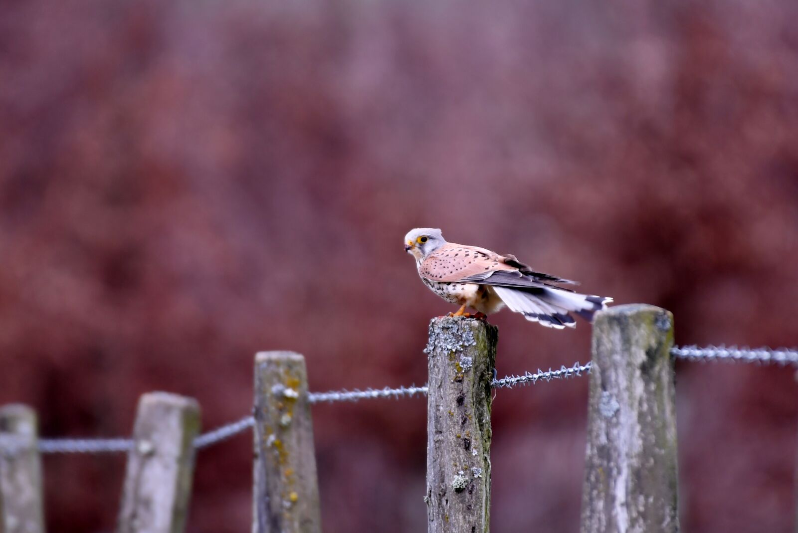 Nikon D500 sample photo. Valk, bird, bird of photography