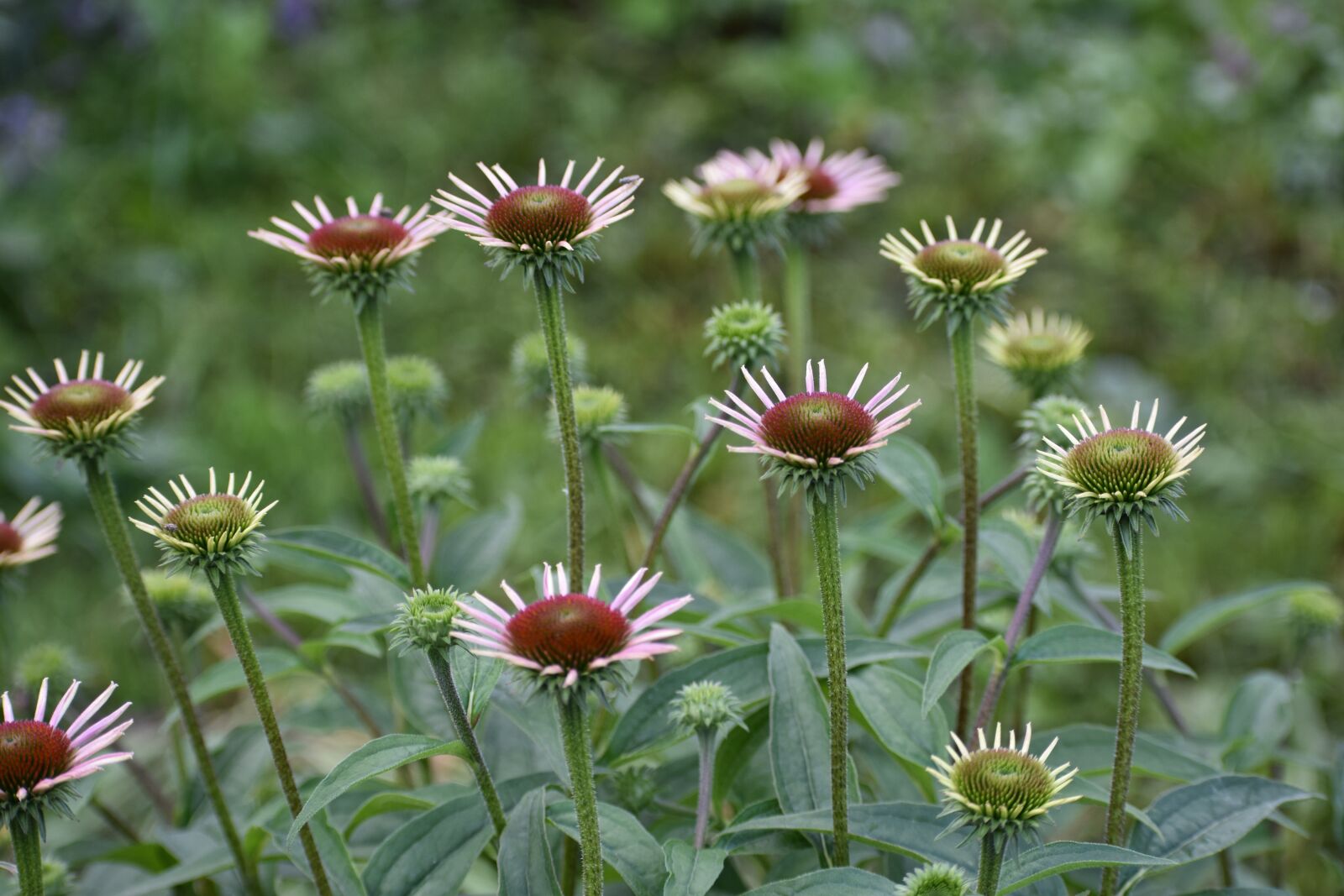 Nikon D3400 sample photo. Echinacea, purple, flowers photography