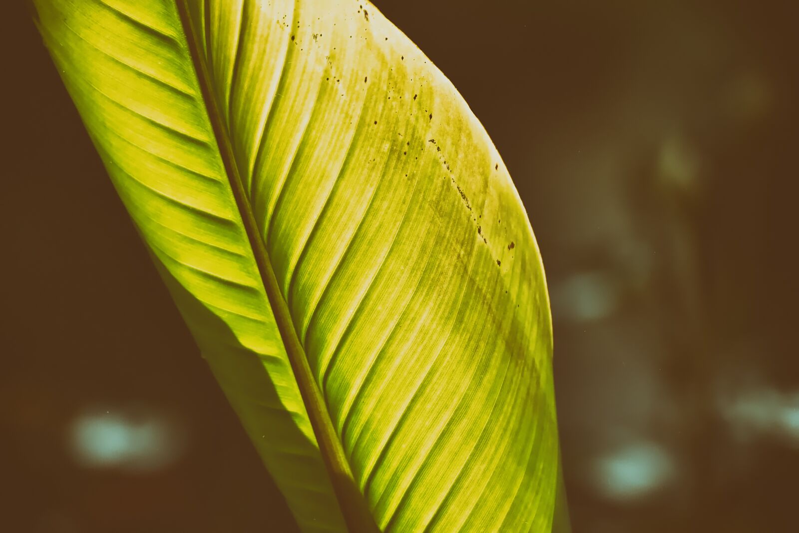 Nikon D7200 sample photo. Banana leaf, plant, green photography