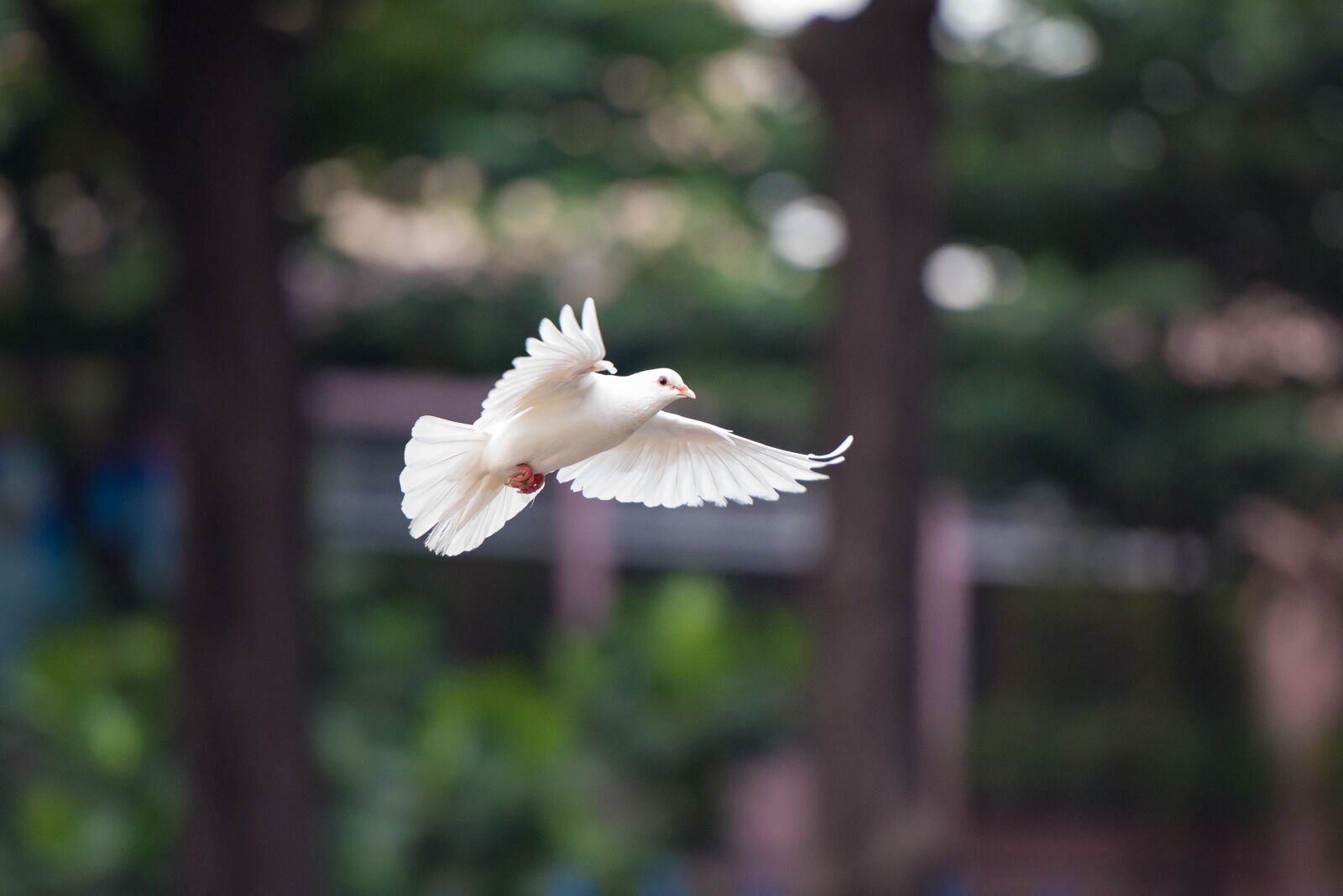 Nikon D610 sample photo. Bird, dove, fly photography