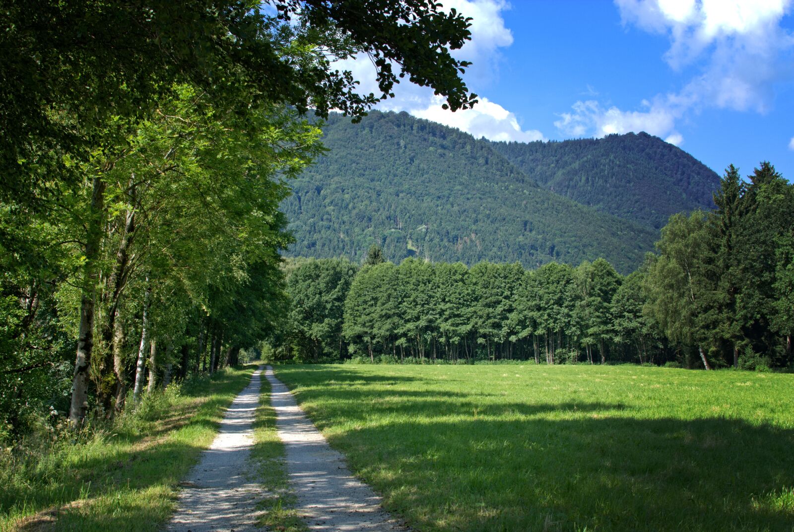 Nikon D7100 sample photo. Away, forest, trees photography