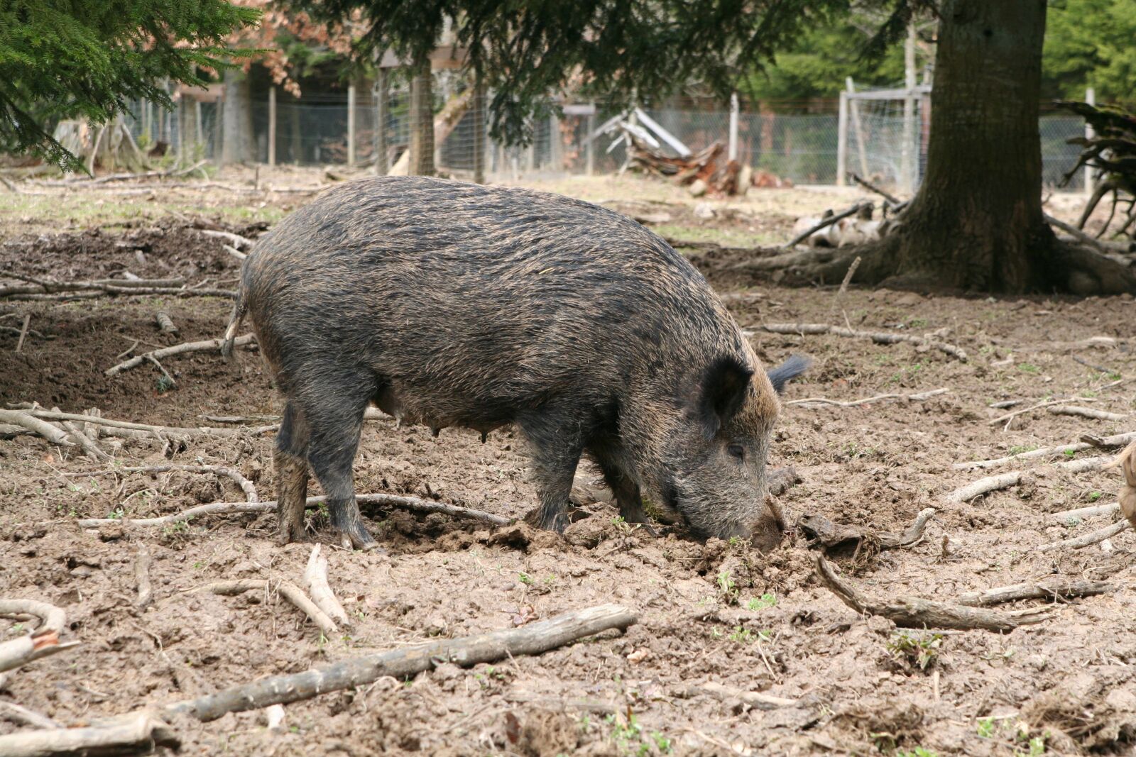 Canon EOS 350D (EOS Digital Rebel XT / EOS Kiss Digital N) sample photo. Boar, sow, animal photography