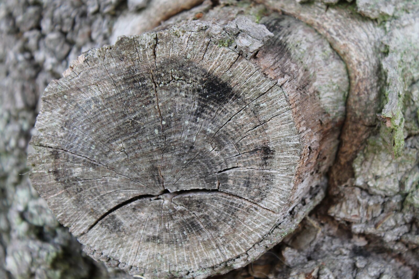 Canon EOS 1100D (EOS Rebel T3 / EOS Kiss X50) sample photo. Ast eye, branch, tree photography