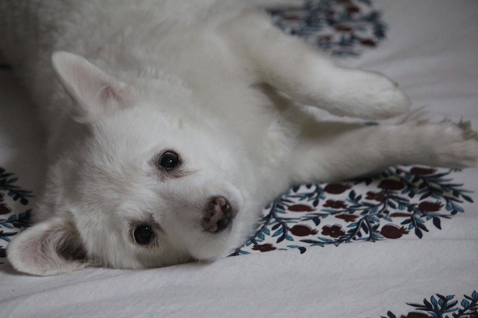 Canon EOS 1200D (EOS Rebel T5 / EOS Kiss X70 / EOS Hi) sample photo. Japanese spitz, canis lupus photography