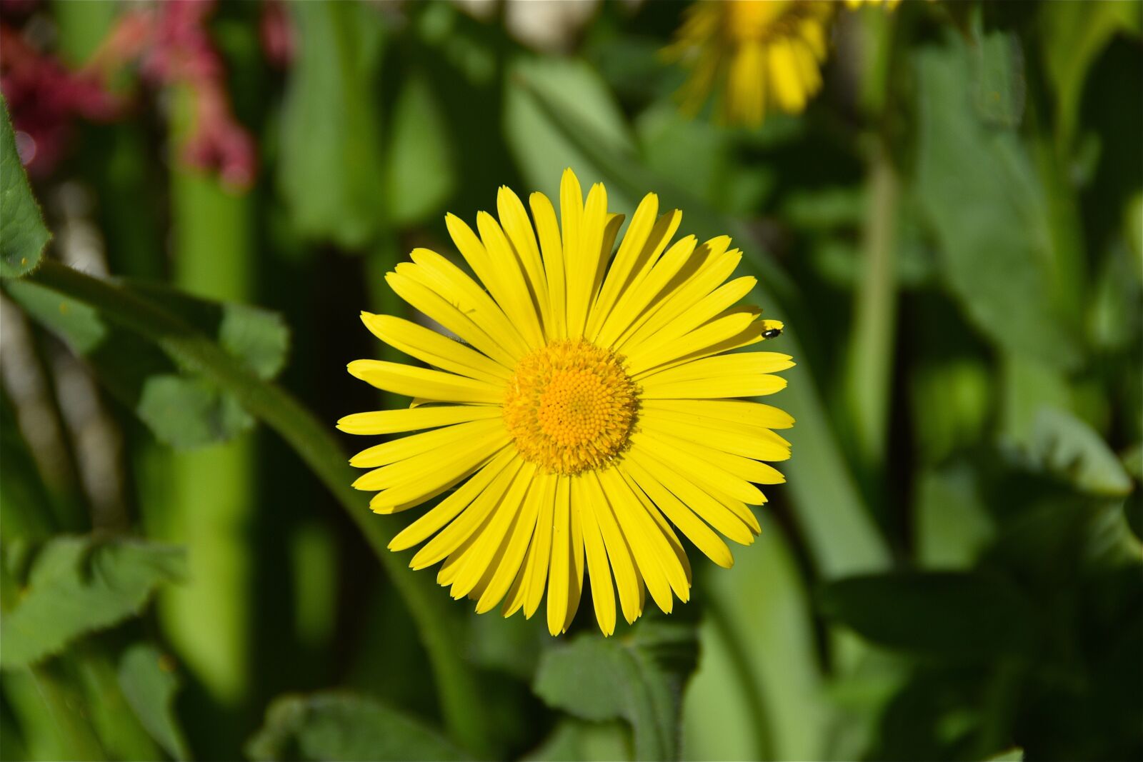 Nikon D5600 sample photo. Flower, yellow, petals photography