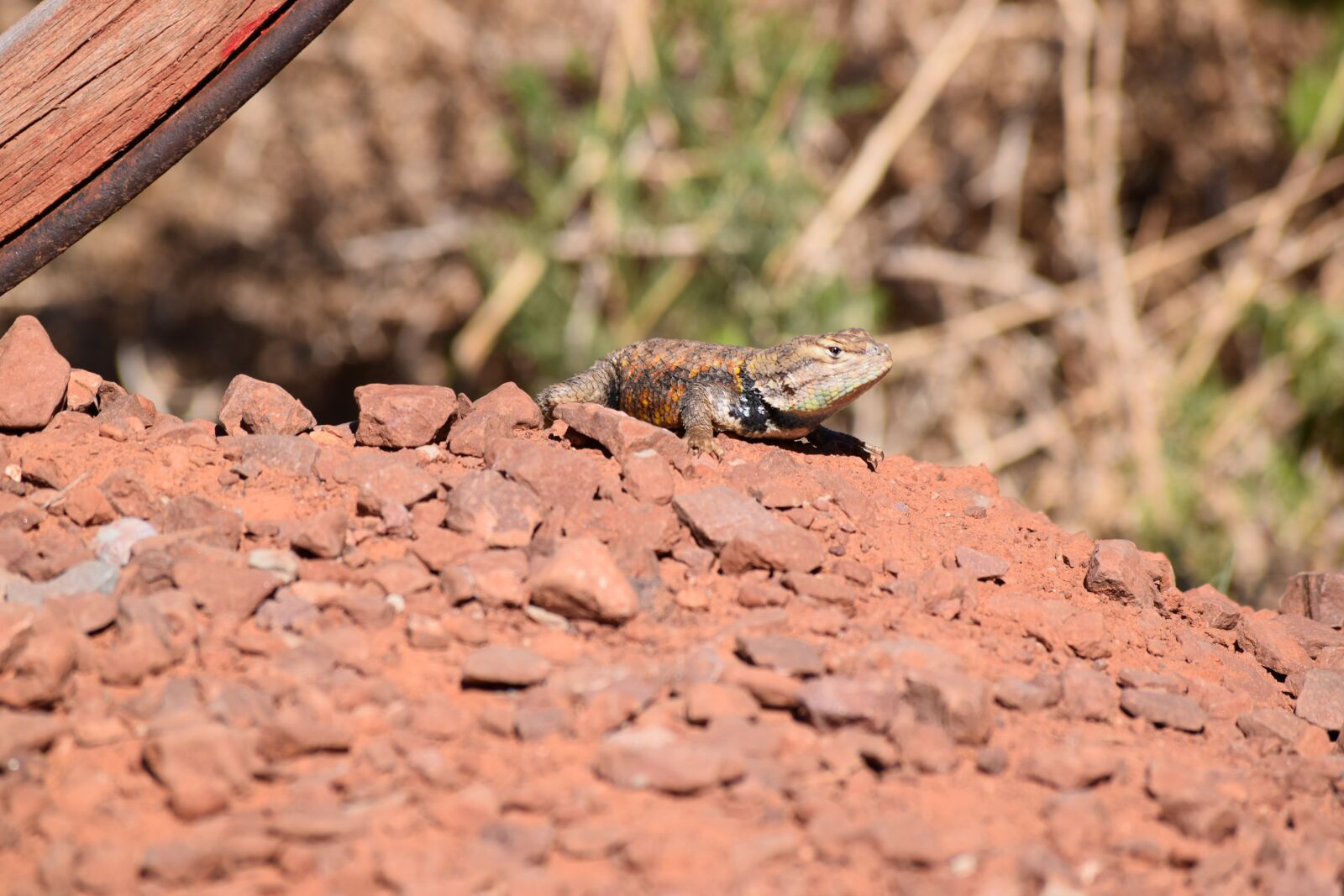 Nikon D3300 sample photo. Lizard, utah desert, nature photography