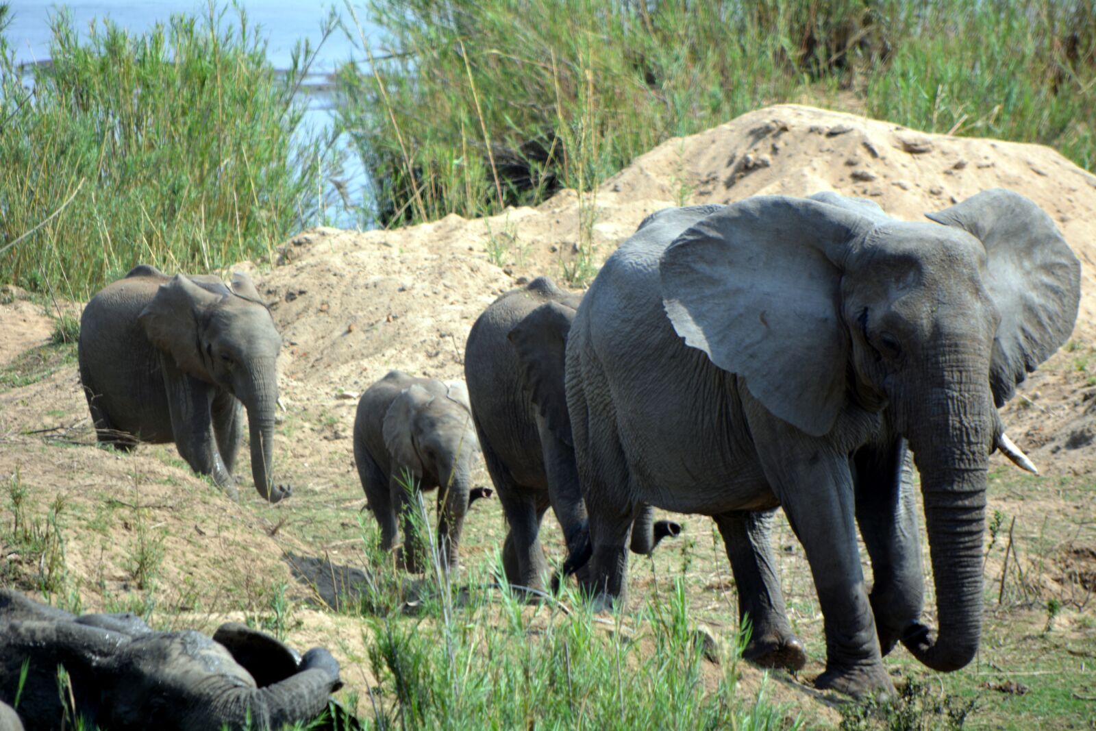 Nikon D5200 sample photo. Kruger park, africa, elephants photography