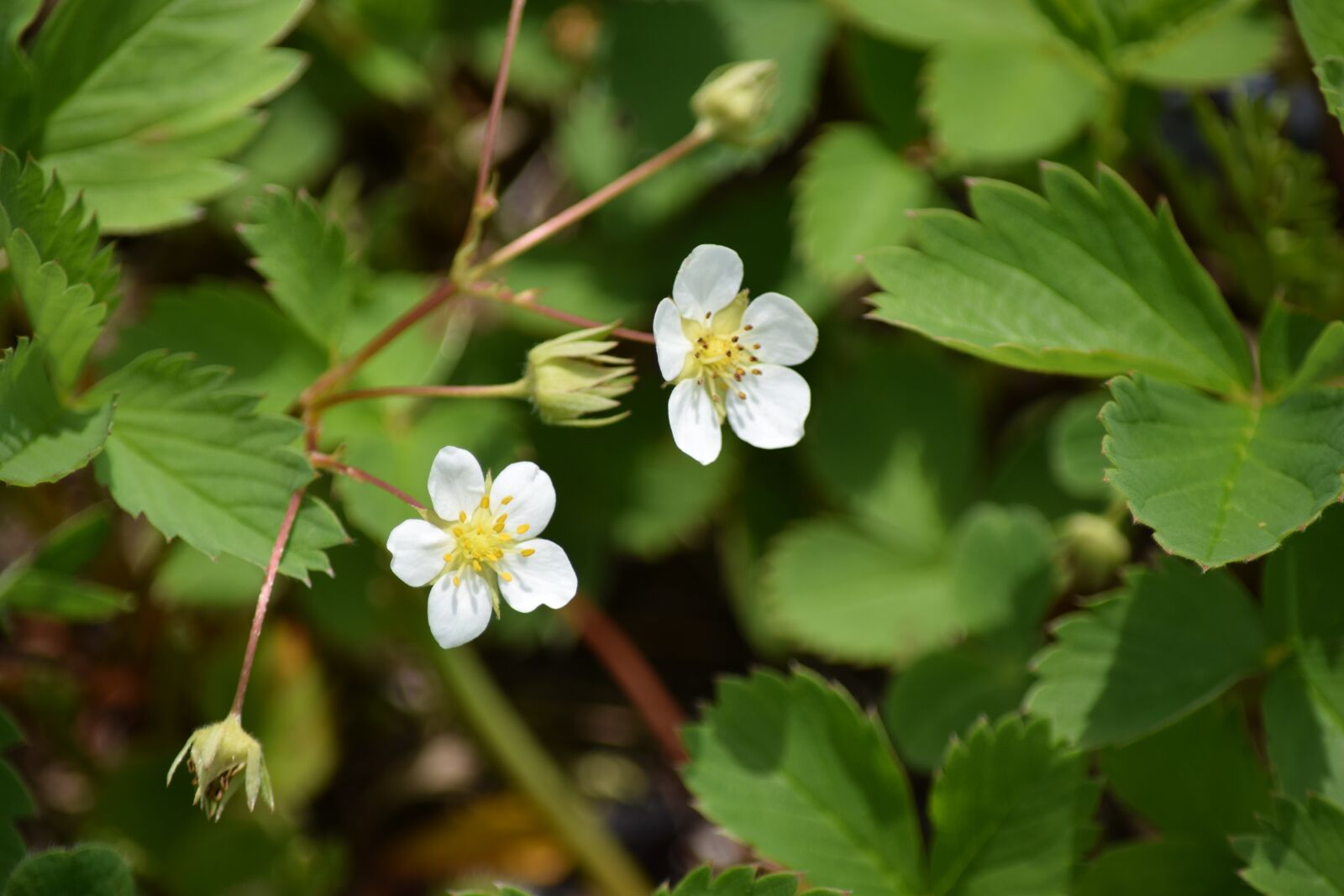 Nikon D5300 sample photo. Blossom, plant, garden photography