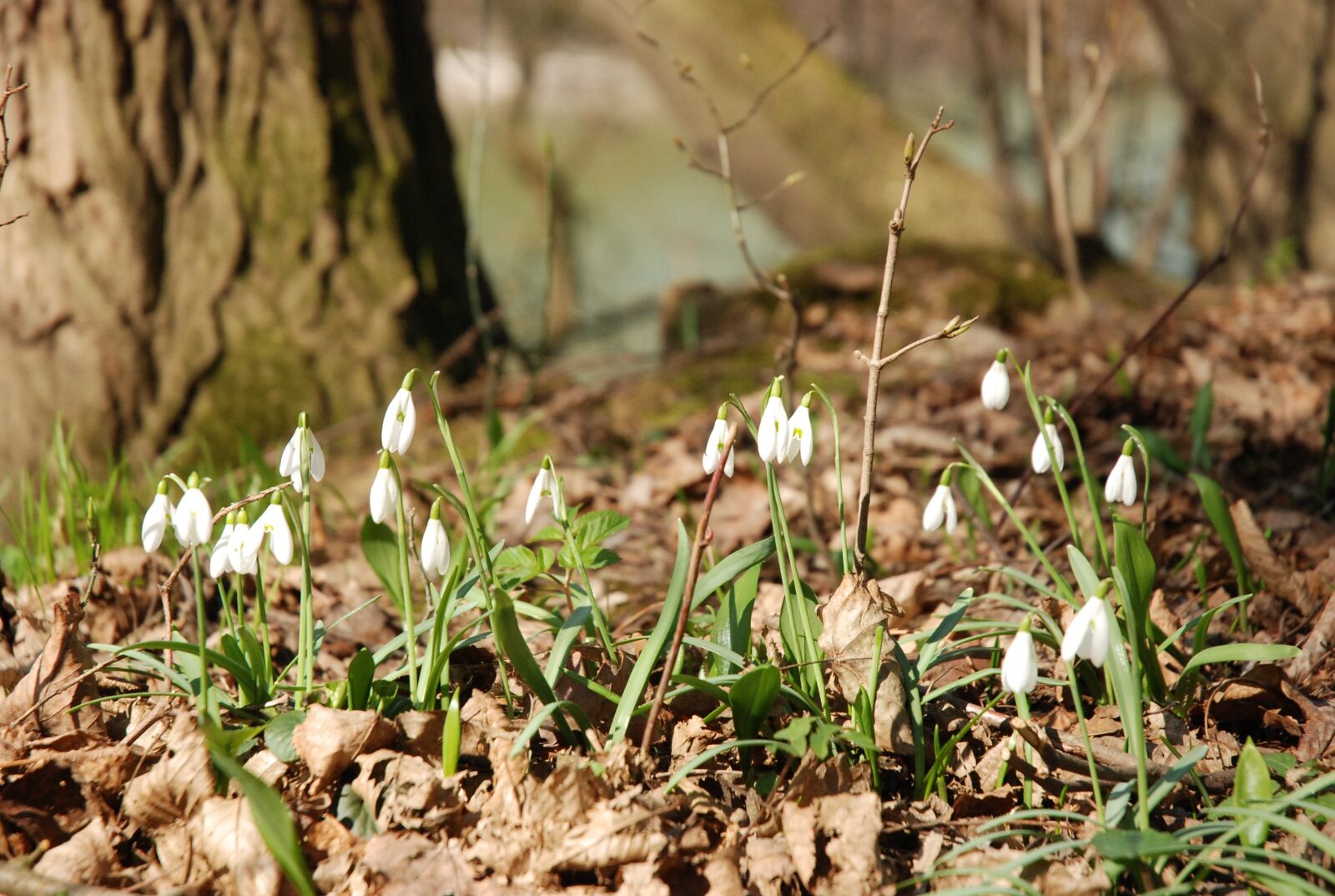 Nikon D80 sample photo. Snowdrops, floodplain forest, spring photography
