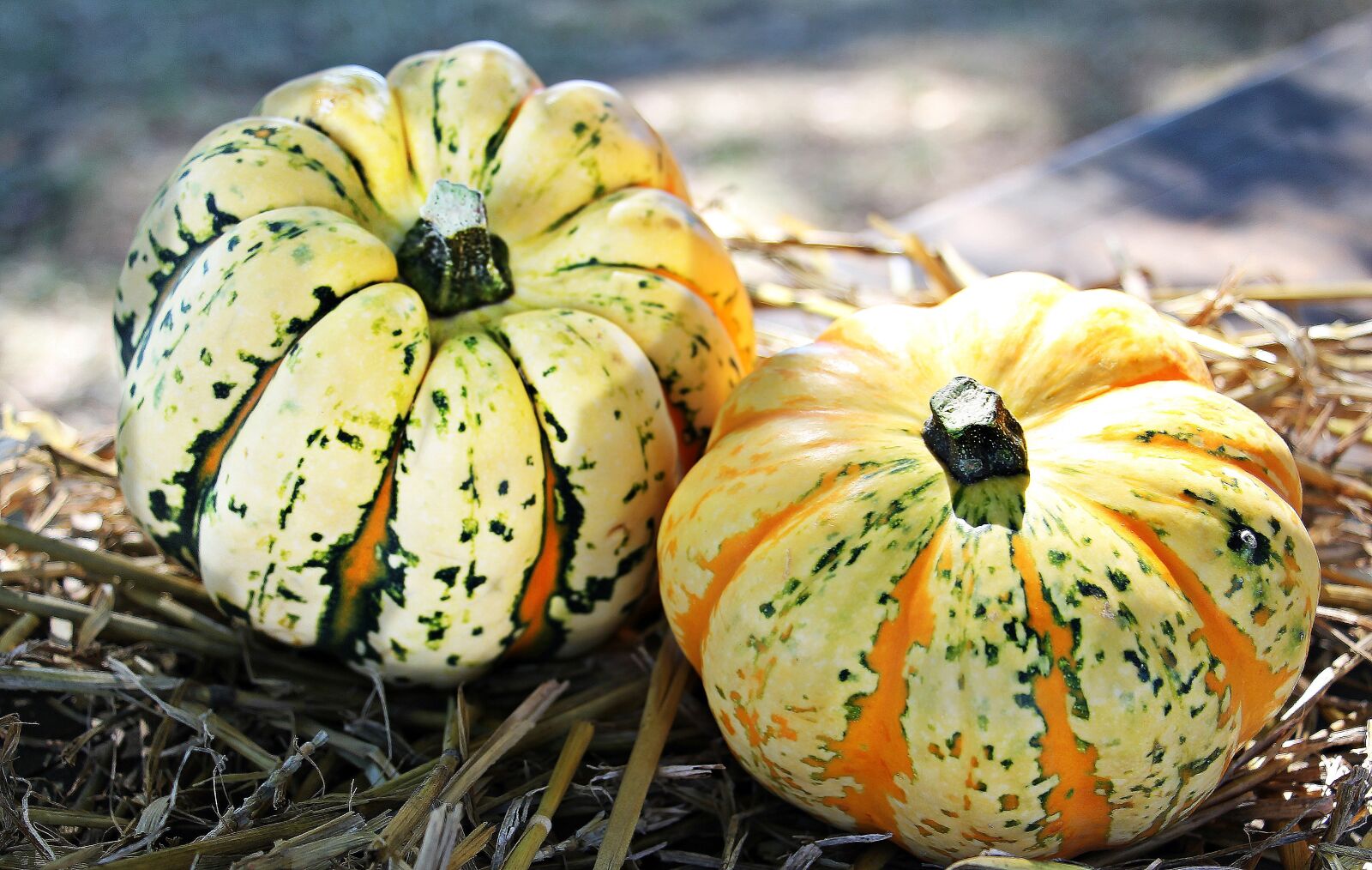 Canon EOS 550D (EOS Rebel T2i / EOS Kiss X4) sample photo. Thanksgiving, pumpkins, autumn photography