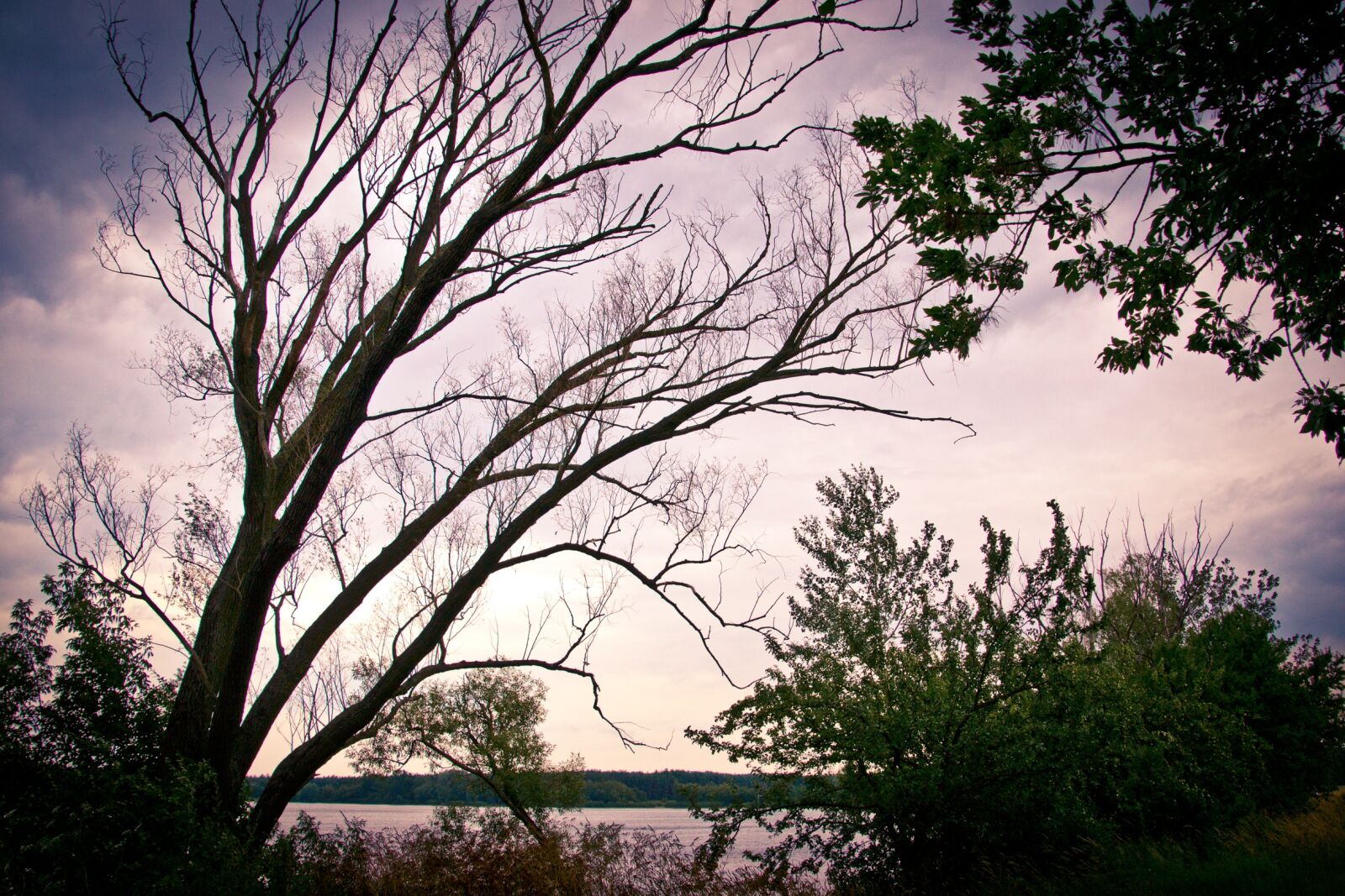 Nikon D3100 sample photo. Tree, lake, sunset photography