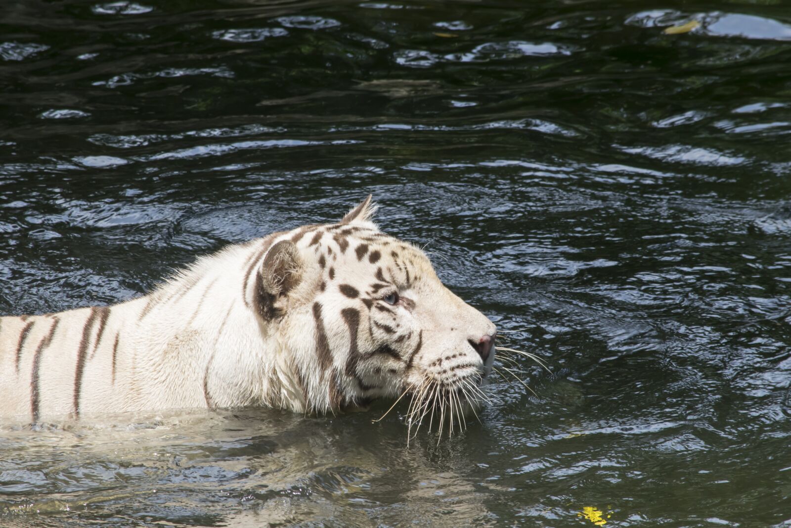 Nikon D5300 sample photo. White tiger, tiger, cat photography