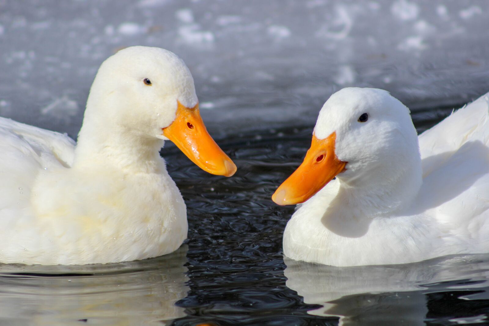 Canon EOS 600D (Rebel EOS T3i / EOS Kiss X5) sample photo. Duck, bird, water photography