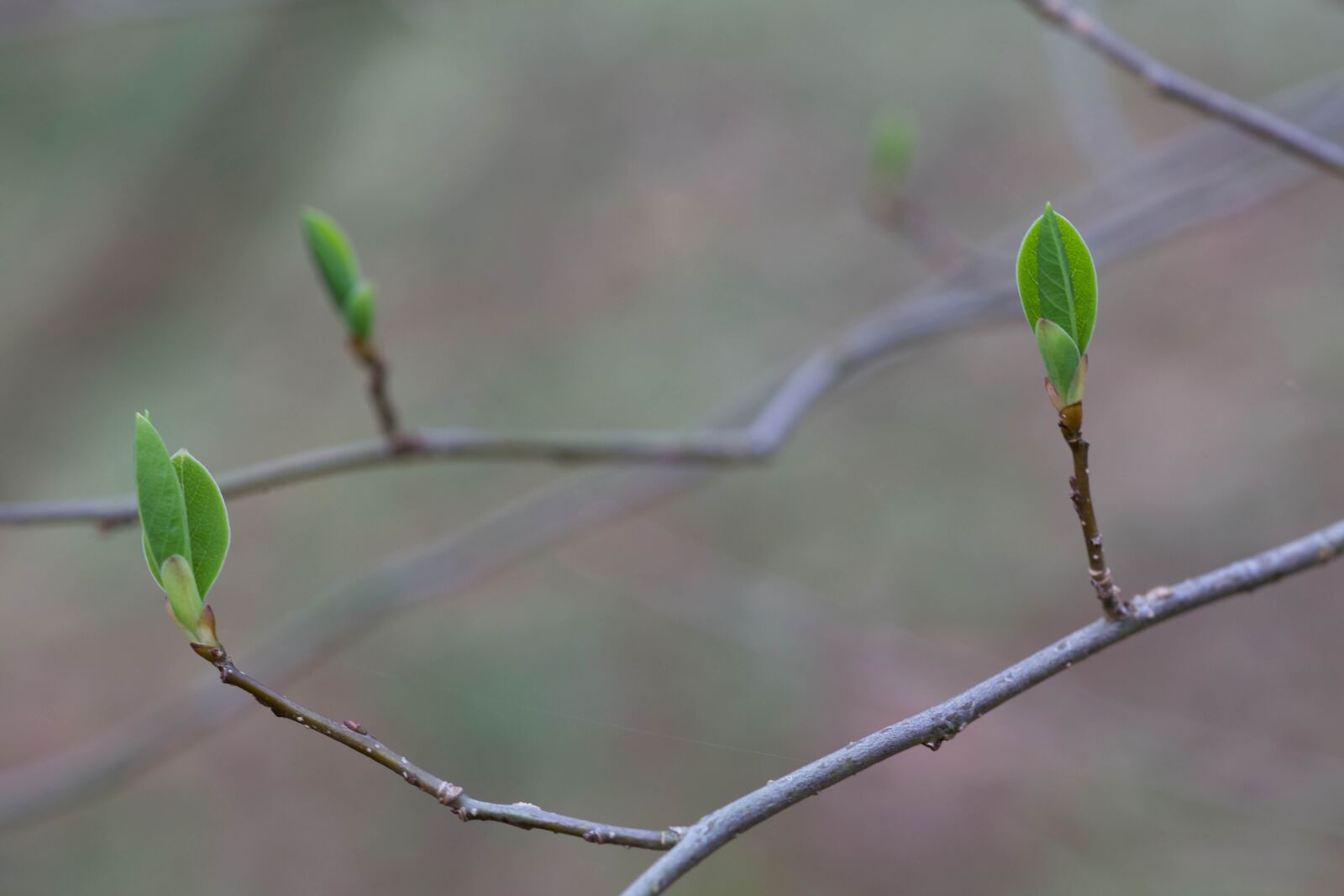 Canon EOS 5D Mark II sample photo. Northern shrub, bush, benjamin photography