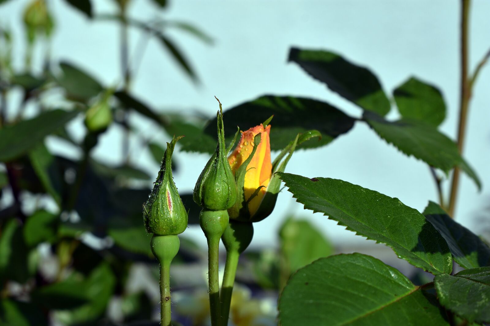 Nikon D3400 sample photo. Rose, roses, flower photography