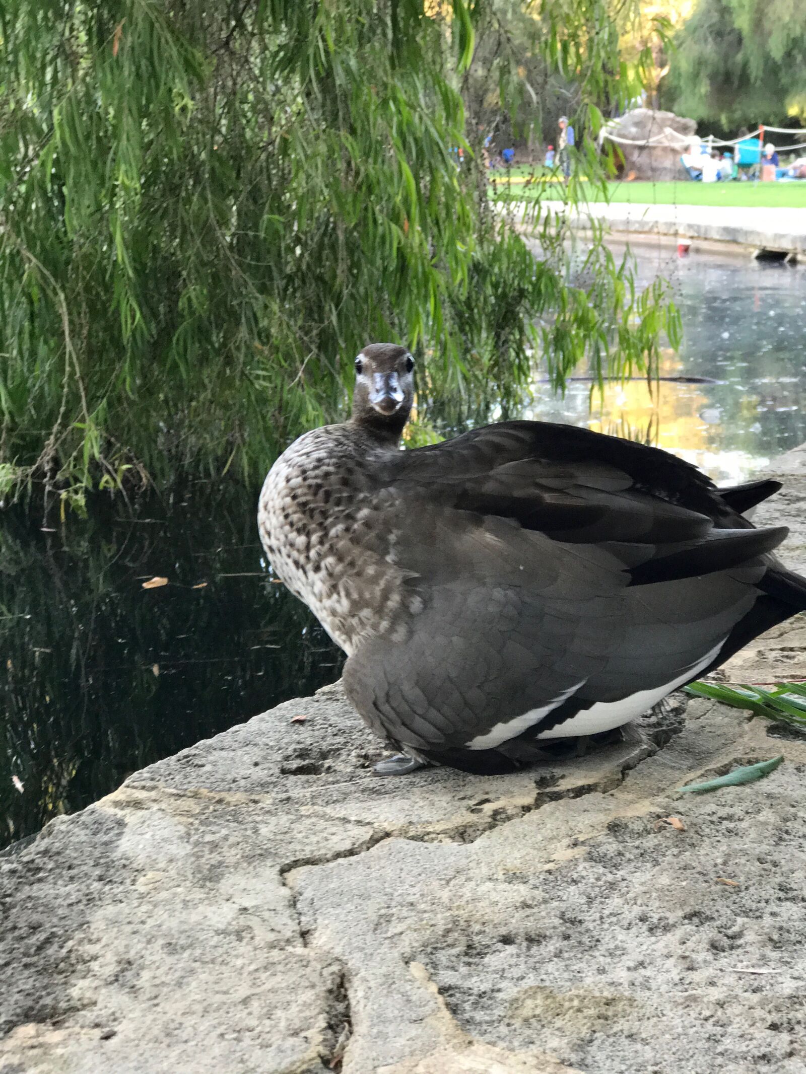 Apple iPhone 7 Plus sample photo. Duck, nature, pond photography
