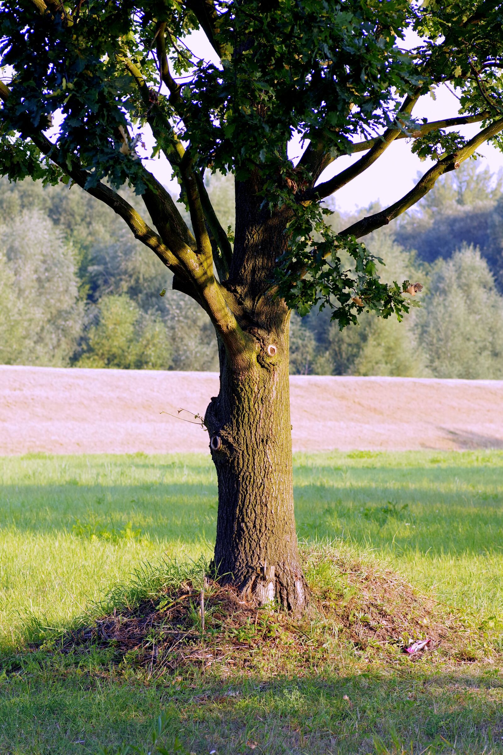 Pentax K-S2 sample photo. Tree, oak, lonely photography