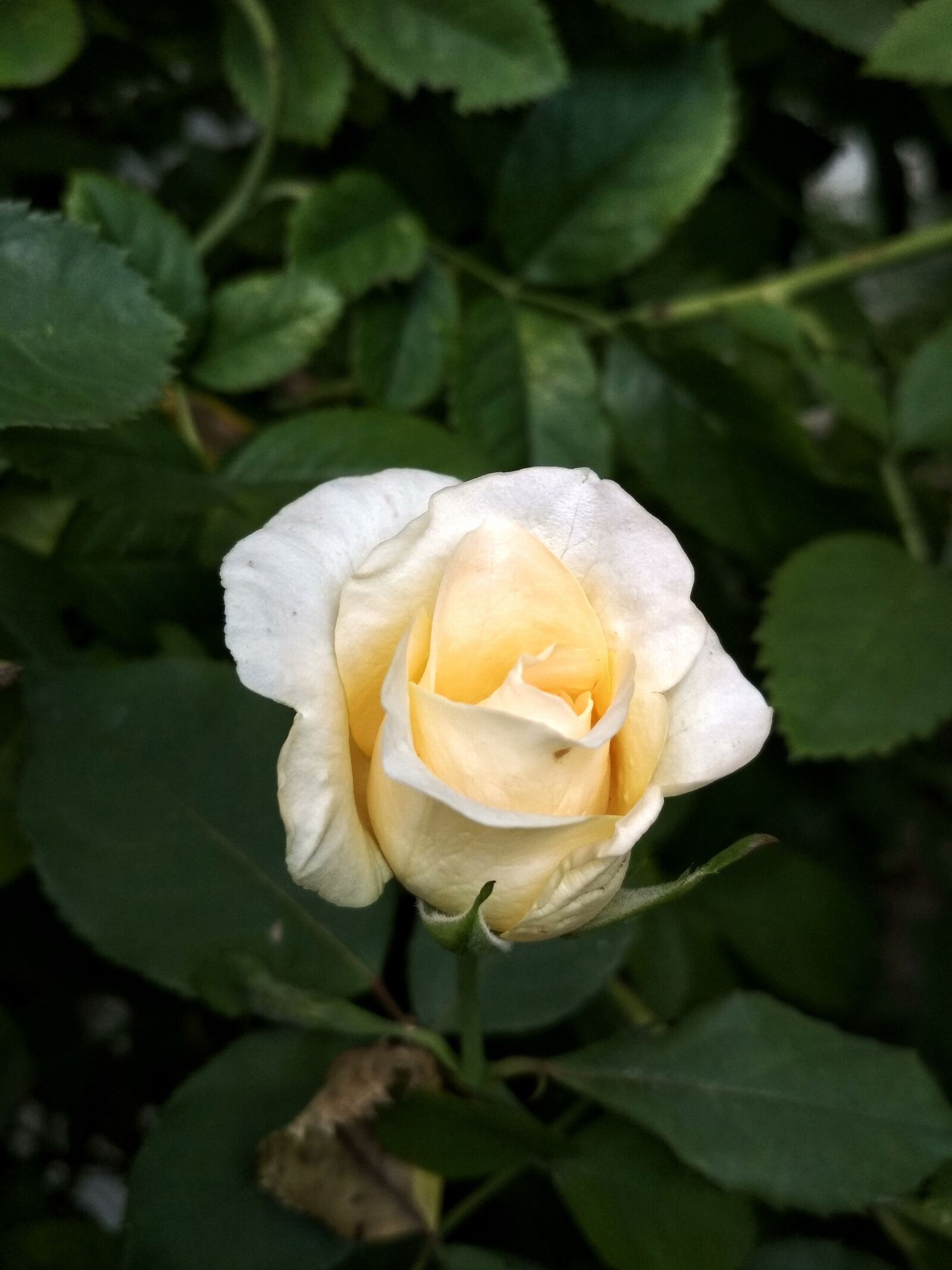 Xiaomi Redmi 4X sample photo. Rose, nature, flower photography