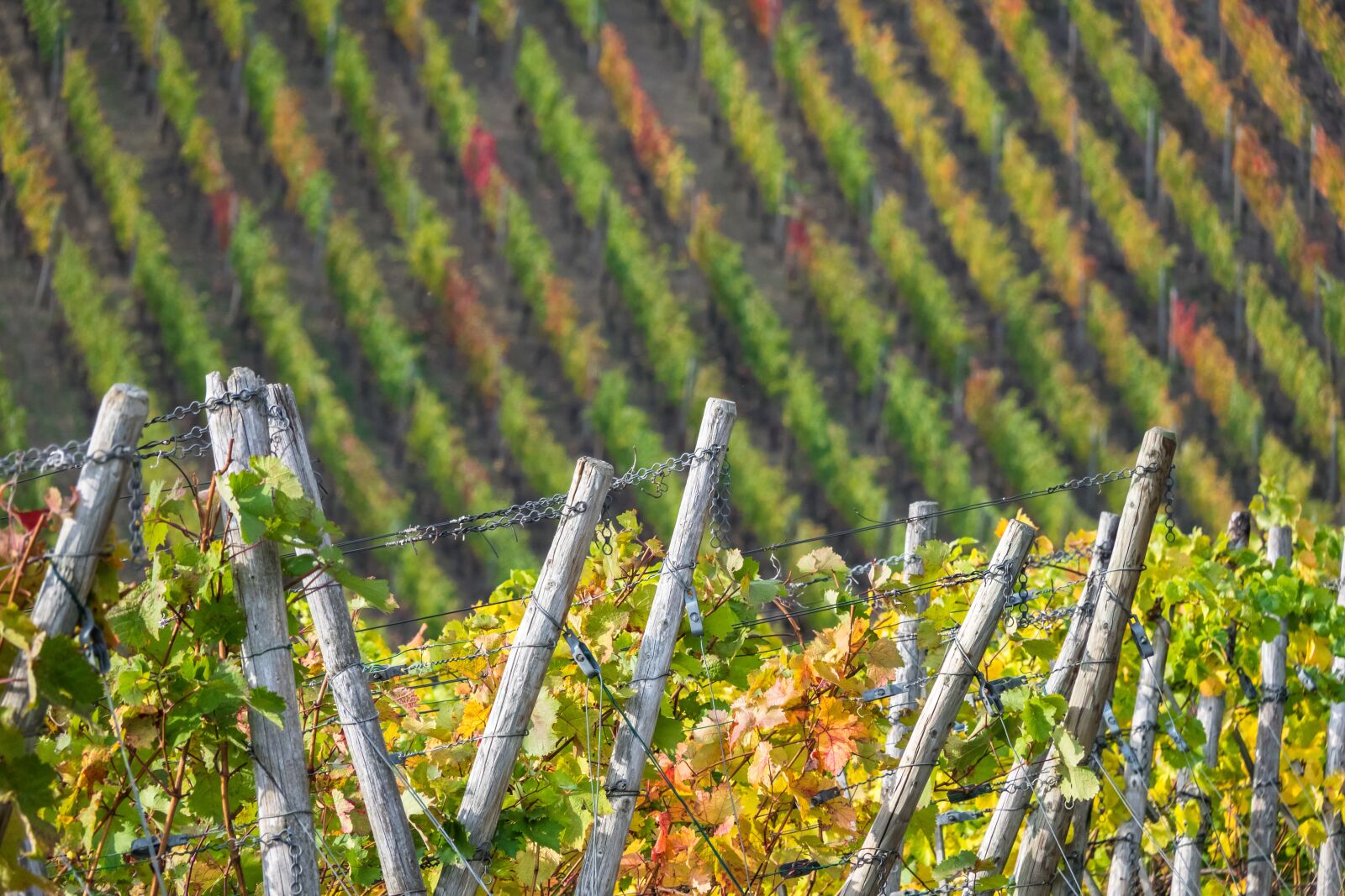 Canon PowerShot G3 X sample photo. Wine, vine, rebstock photography