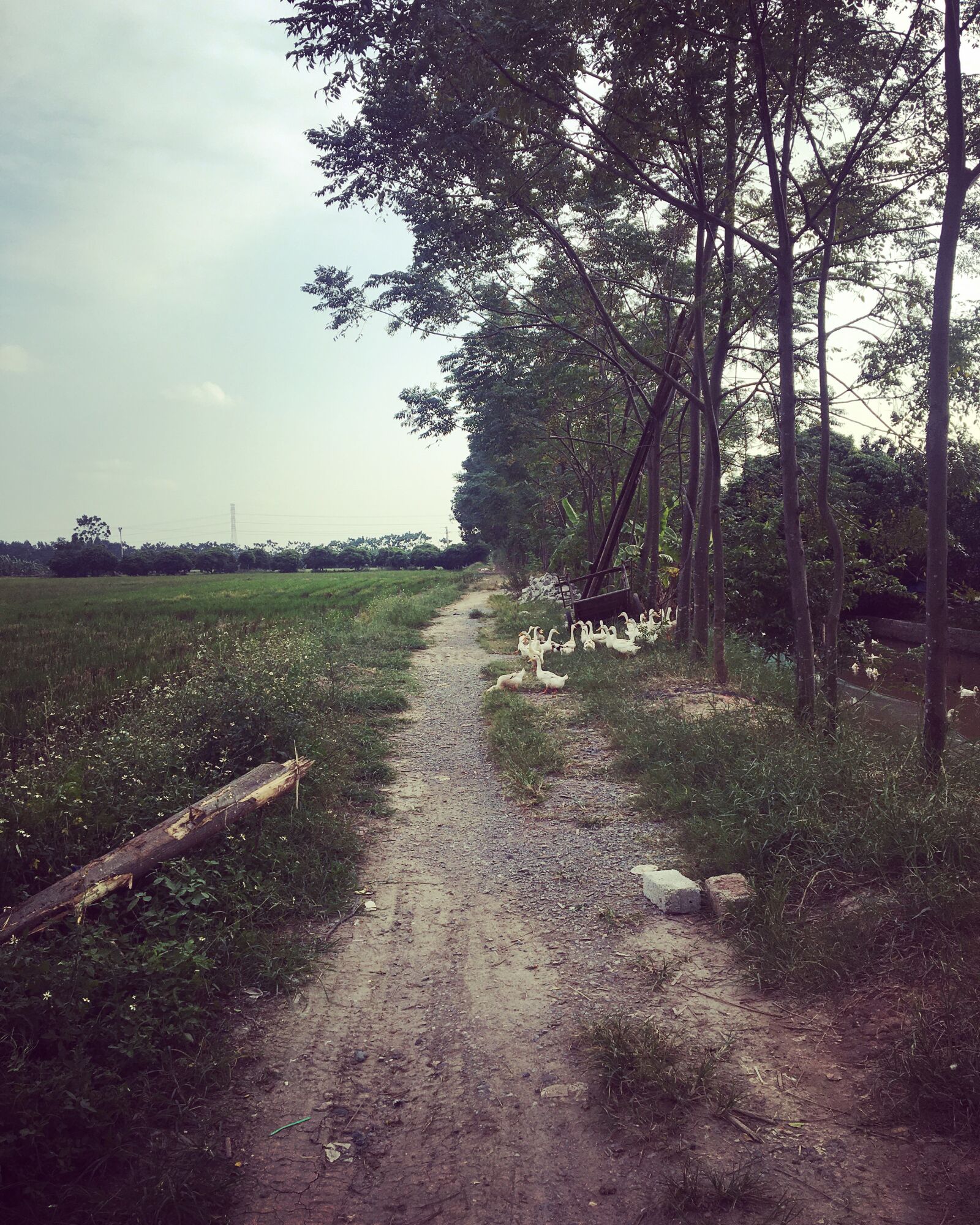iPhone 6s back camera 4.15mm f/2.2 sample photo. Tree, sky, trail photography