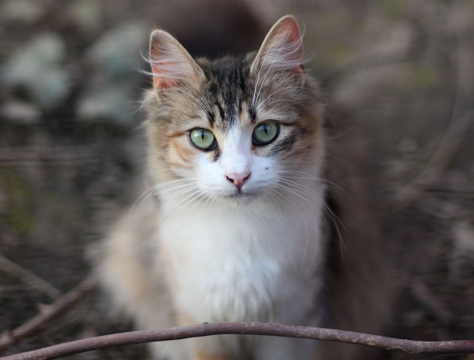 Canon EOS 700D (EOS Rebel T5i / EOS Kiss X7i) + Canon EF 85mm F1.8 USM sample photo. Cat, coloring, pet photography