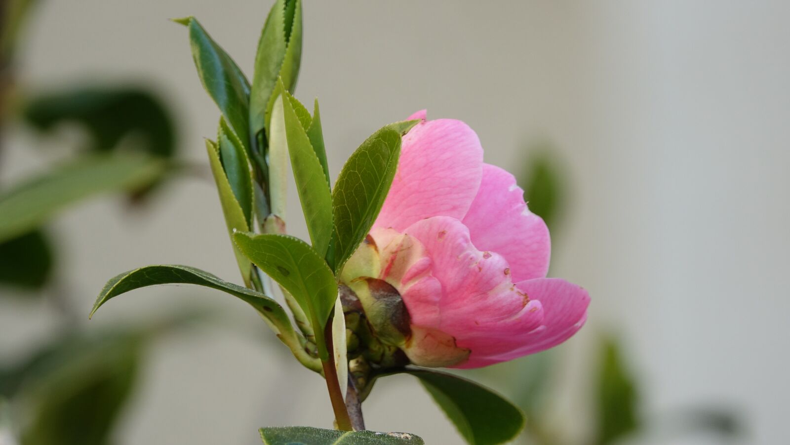 Sony Cyber-shot DSC-RX10 III sample photo. Nature, plant, flower photography