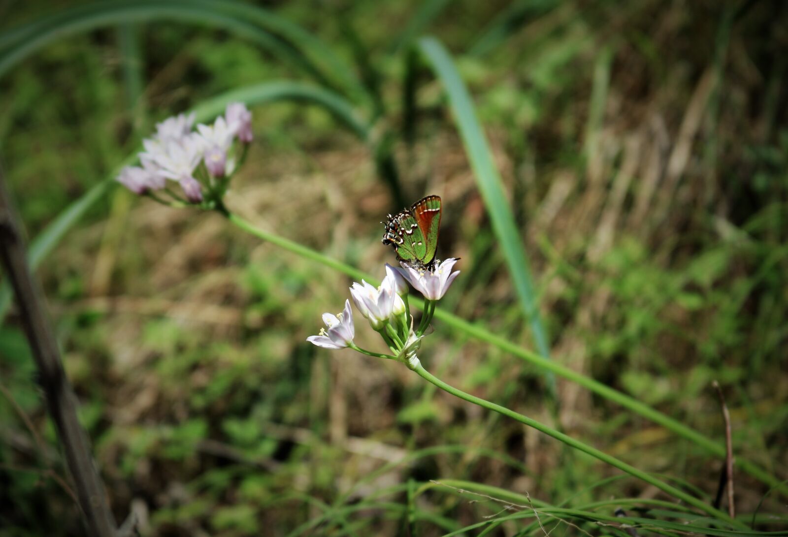 Canon EOS 750D (EOS Rebel T6i / EOS Kiss X8i) sample photo. Nature, flower, outdoors photography