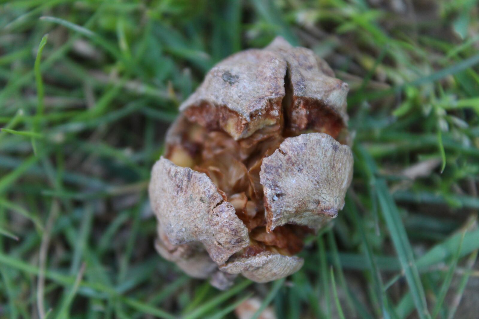 Canon EOS 700D (EOS Rebel T5i / EOS Kiss X7i) sample photo. Plant, mushrooms, grass photography