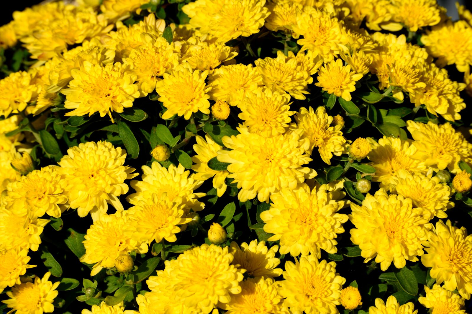 Nikon D3300 sample photo. Vibrant color, mum flower photography