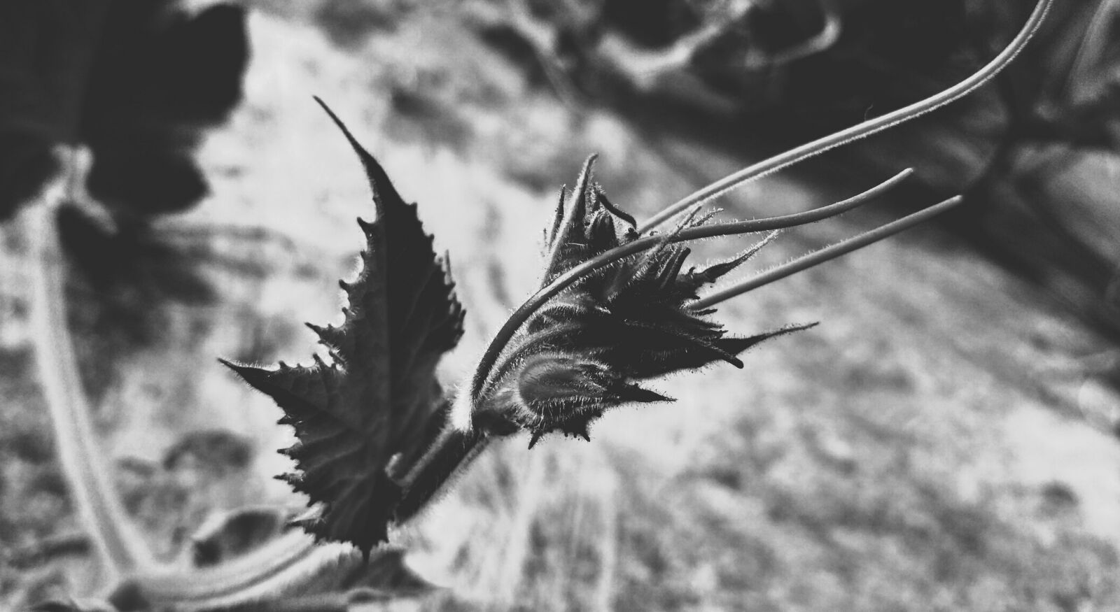 Xiaomi Redmi 3S sample photo. Close, up, of, plant photography