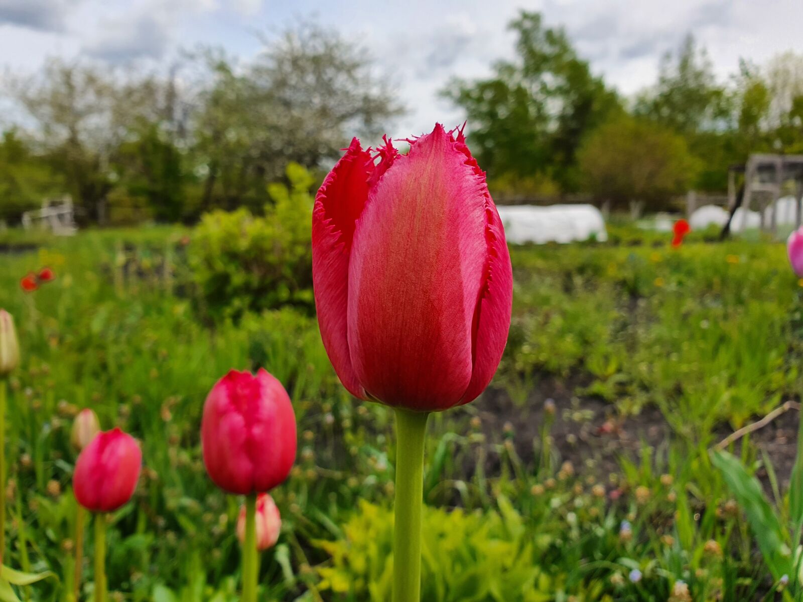 Samsung Galaxy S10 sample photo. Tulips, red, dacha photography