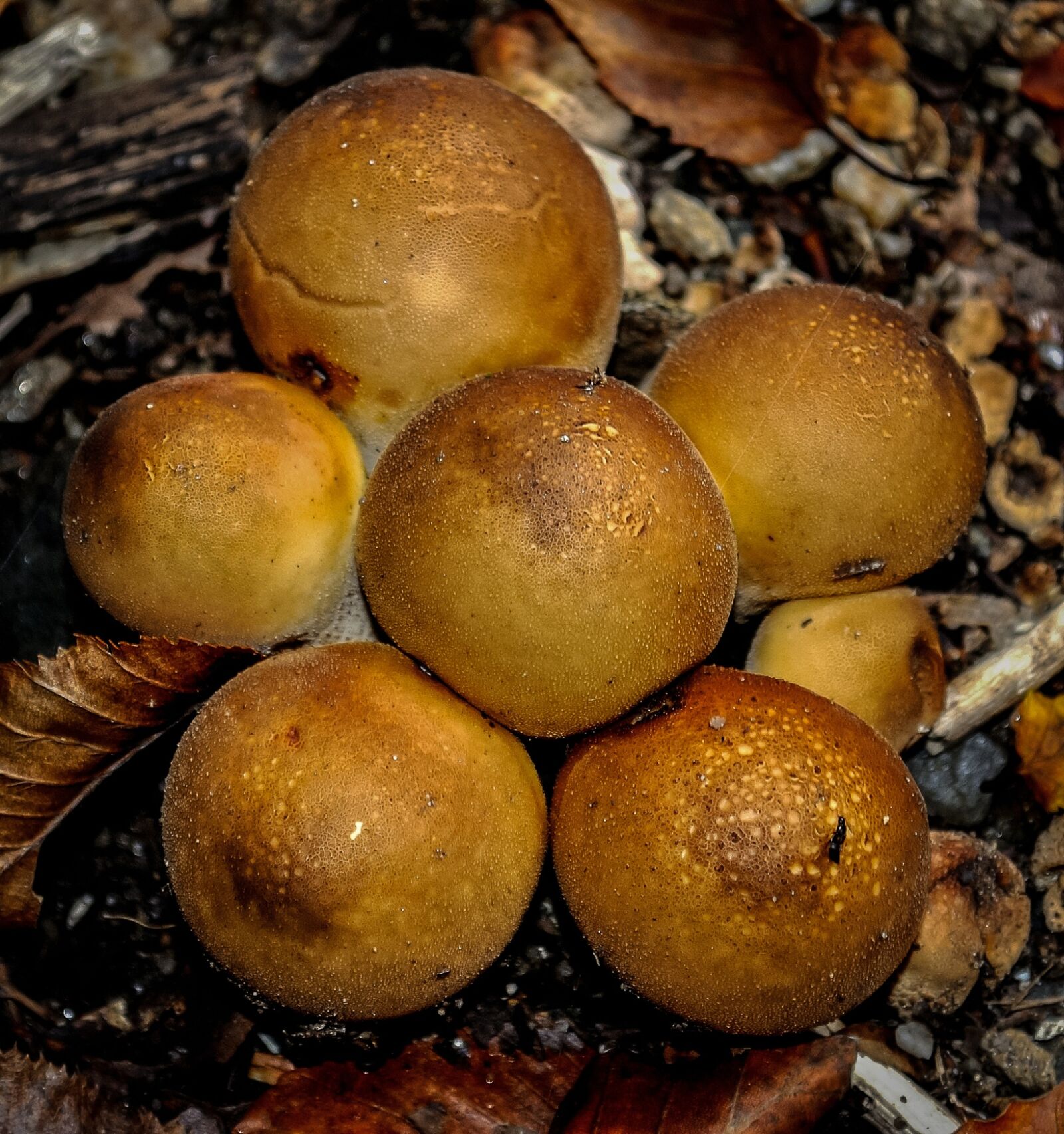 Nikon D5000 sample photo. Mushroom, wild, nature photography