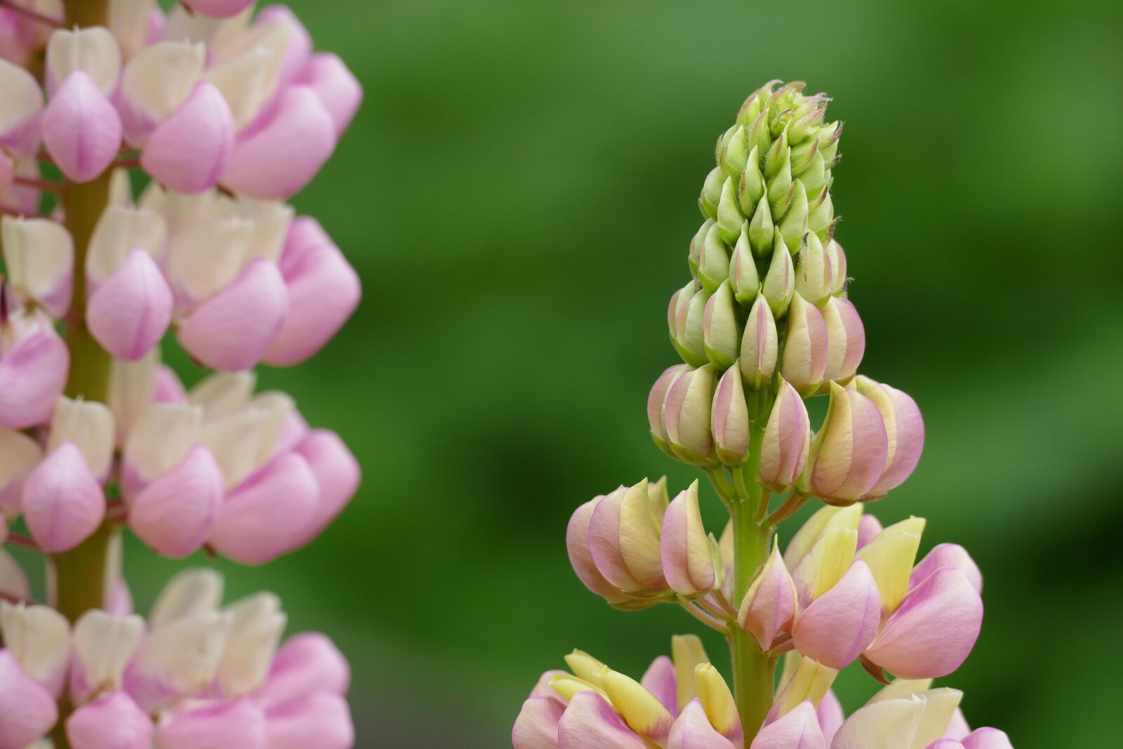 Leica V-Lux (Typ 114) sample photo. Lupine, lupinus, flower photography