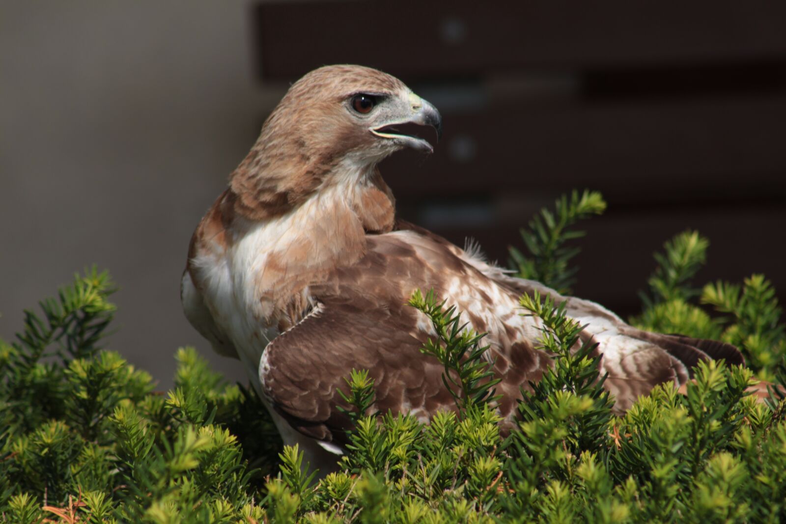 Canon EF 75-300mm f/4-5.6 USM sample photo. Nature, wildlife, bird photography