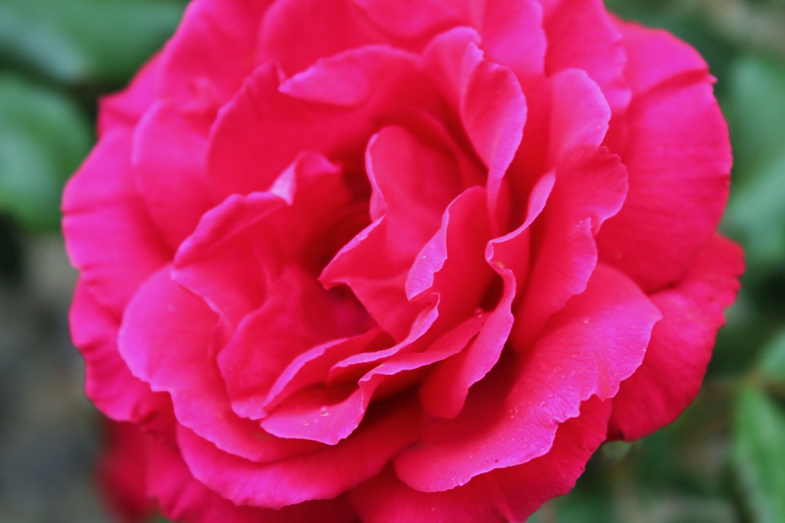 Canon EOS 1100D (EOS Rebel T3 / EOS Kiss X50) sample photo. Rose, flower, garden photography