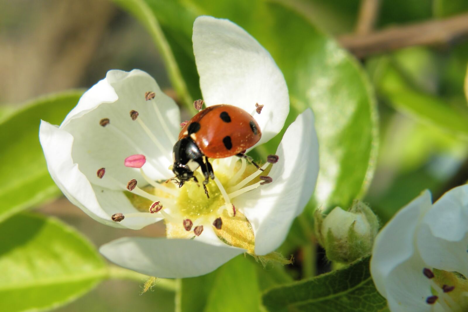 Fujifilm FinePix S8100fd sample photo. Blossom, insect, ladybug photography