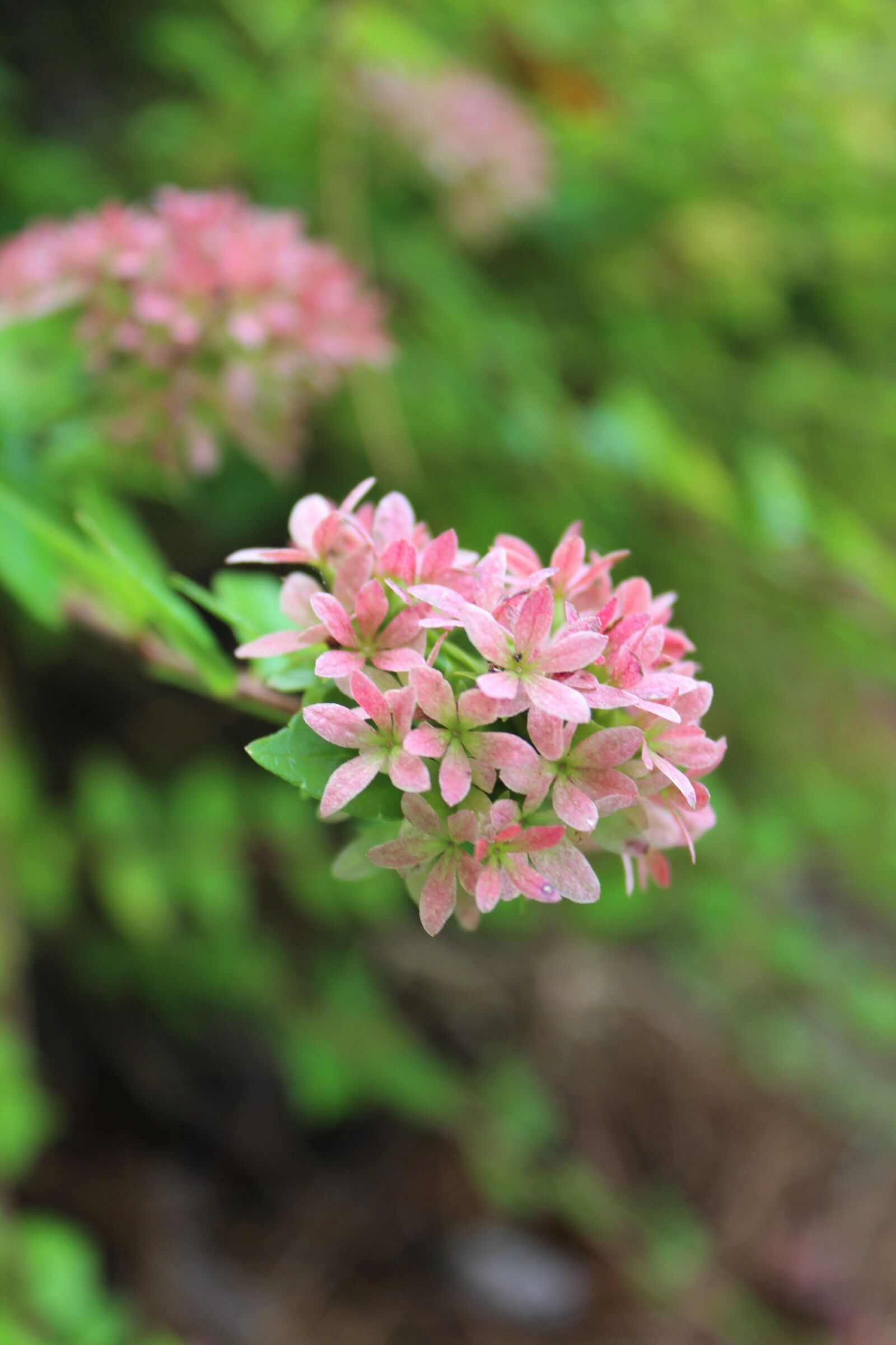Canon EOS 1200D (EOS Rebel T5 / EOS Kiss X70 / EOS Hi) sample photo. Peach, tree, spring photography