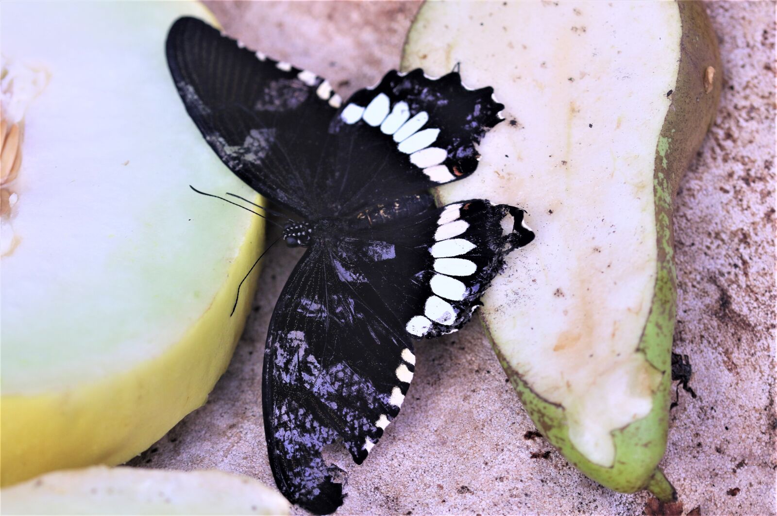 Canon EOS 7D Mark II sample photo. Butterfly, insect, close up photography