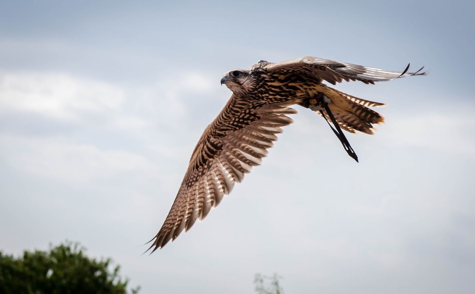 Nikon D7000 sample photo. Raptor, flight, falcon photography