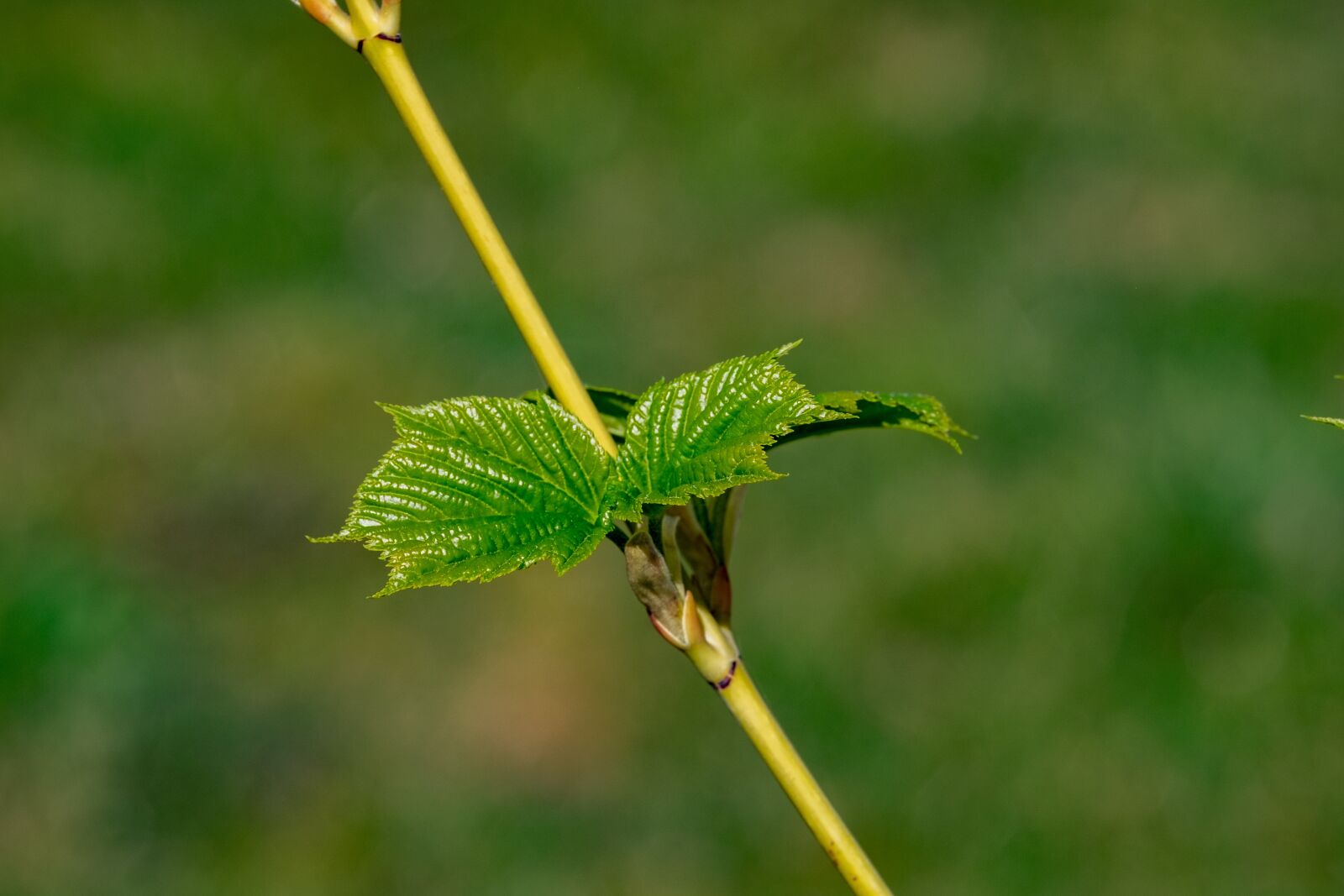 Fujifilm XF 55-200mm F3.5-4.8 R LM OIS sample photo. Leaf, spring, sprig photography