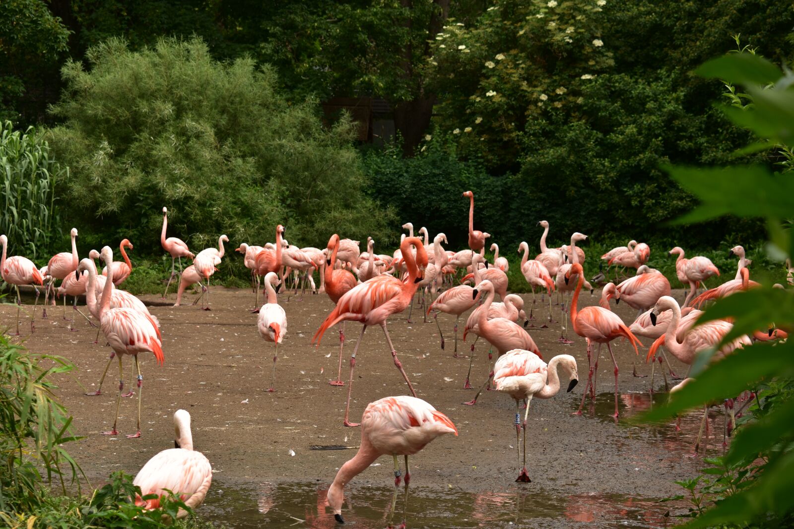 Nikon D3400 sample photo. The zoo, animal, bird photography